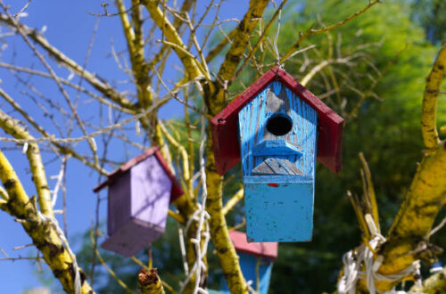 Vogelhäuschen im privaten Garten
